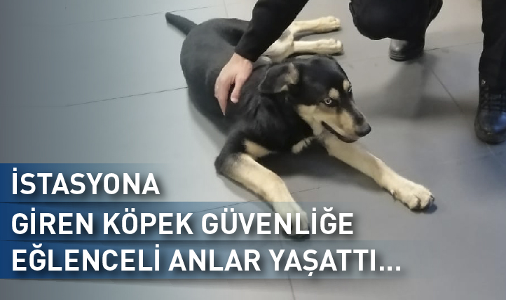 İstasyona Giren Köpek Güvenliğe Eğlenceli Anlar Yaşattı…